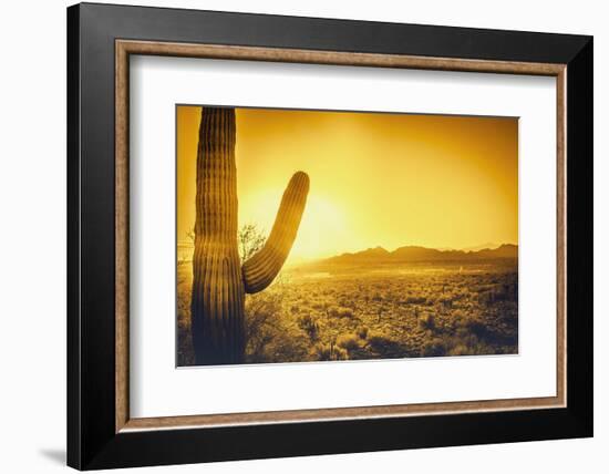 Epic Desert Sunset over Valley of the Sun, Phoenix, Scottsdale, Arizona with Saguaro Cactus in Fore-BCFC-Framed Photographic Print