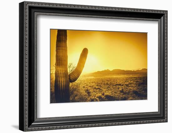 Epic Desert Sunset over Valley of the Sun, Phoenix, Scottsdale, Arizona with Saguaro Cactus in Fore-BCFC-Framed Photographic Print