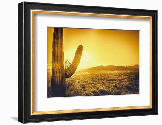 Epic Desert Sunset over Valley of the Sun, Phoenix, Scottsdale, Arizona with Saguaro Cactus in Fore-BCFC-Framed Photographic Print