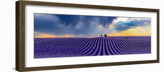 Epic lavender-Marco Carmassi-Framed Photographic Print