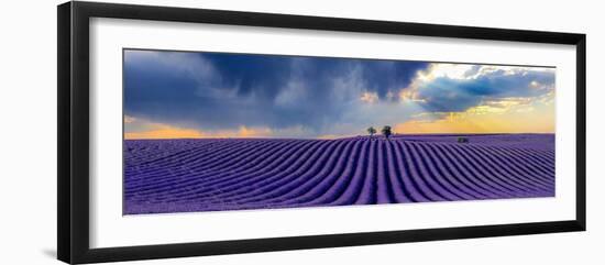 Epic lavender-Marco Carmassi-Framed Photographic Print