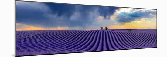 Epic lavender-Marco Carmassi-Mounted Photographic Print