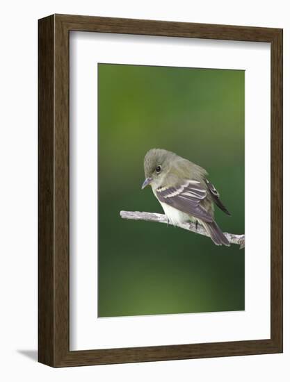 Epidonax Species of Flycatcher Bird, Spring Migration, South Padre Island, Texas, USA-Larry Ditto-Framed Photographic Print