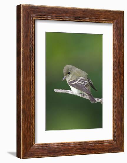 Epidonax Species of Flycatcher Bird, Spring Migration, South Padre Island, Texas, USA-Larry Ditto-Framed Photographic Print