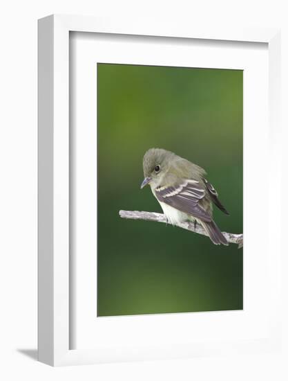 Epidonax Species of Flycatcher Bird, Spring Migration, South Padre Island, Texas, USA-Larry Ditto-Framed Photographic Print