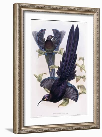 Epimachus Ellioti, Ward, C.1891-1898-William Hart-Framed Giclee Print