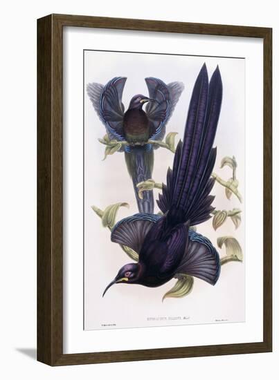 Epimachus Ellioti, Ward, C.1891-1898-William Hart-Framed Giclee Print