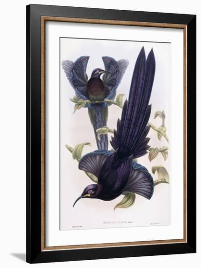 Epimachus Ellioti, Ward, C.1891-1898-William Hart-Framed Giclee Print