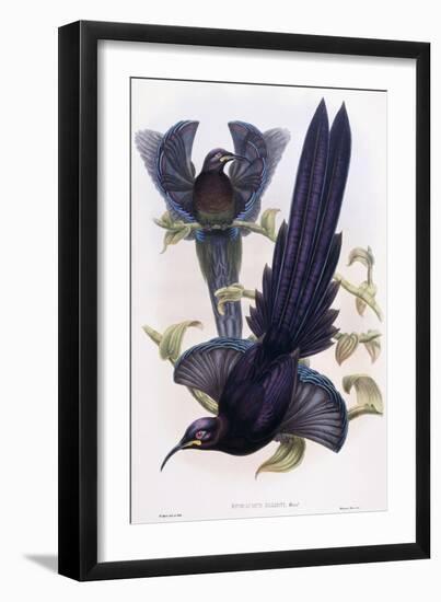 Epimachus Ellioti, Ward, C.1891-1898-William Hart-Framed Giclee Print
