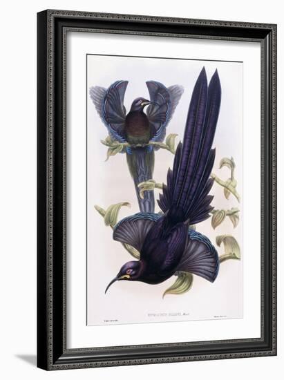 Epimachus Ellioti, Ward, C.1891-1898-William Hart-Framed Giclee Print