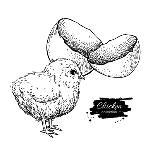 Vector Vintage Hand Drawn Chicken Baby and Egg Shell. Engraved Illustration. Rural Natural Bird Far-Epine-Art Print