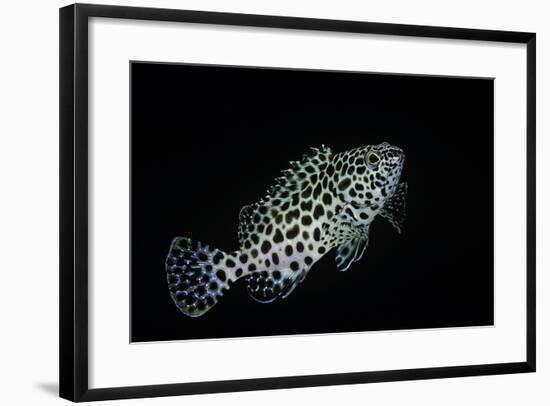 Epinephelus Merra (Honeycomb Grouper, Dwarf Spotted Rockcod)-Paul Starosta-Framed Photographic Print