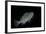 Epinephelus Merra (Honeycomb Grouper, Dwarf Spotted Rockcod)-Paul Starosta-Framed Photographic Print