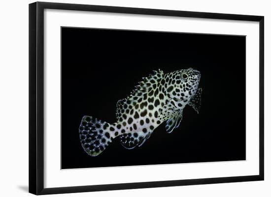 Epinephelus Merra (Honeycomb Grouper, Dwarf Spotted Rockcod)-Paul Starosta-Framed Photographic Print