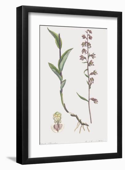 Epipactis Atrorubens-James Sowerby-Framed Giclee Print