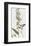 Epipactis Media-James Sowerby-Framed Giclee Print