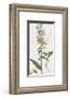 Epipactis Media-James Sowerby-Framed Giclee Print