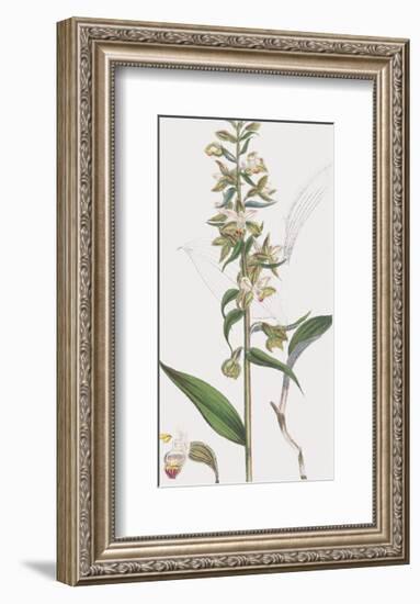 Epipactis Media-James Sowerby-Framed Giclee Print