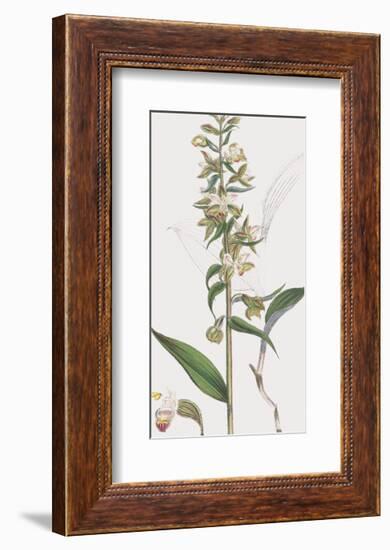 Epipactis Media-James Sowerby-Framed Giclee Print