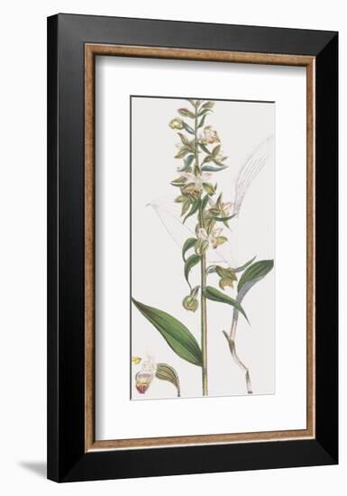 Epipactis Media-James Sowerby-Framed Giclee Print