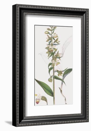 Epipactis Media-James Sowerby-Framed Giclee Print