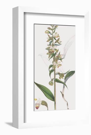 Epipactis Media-James Sowerby-Framed Giclee Print