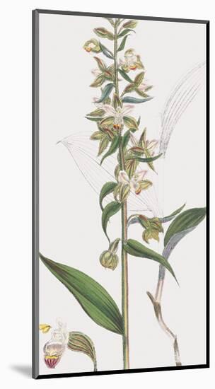 Epipactis Media-James Sowerby-Mounted Giclee Print