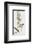 Epipactis Media-James Sowerby-Framed Giclee Print