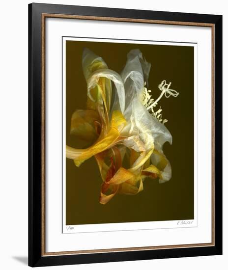 Epiphyllum 4-Kate Blacklock-Framed Giclee Print