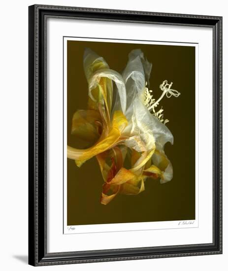 Epiphyllum 4-Kate Blacklock-Framed Giclee Print