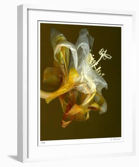 Epiphyllum 4-Kate Blacklock-Framed Giclee Print