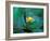 Epiphyte, Barro Colorado Island, Panama-Christian Ziegler-Framed Photographic Print