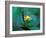 Epiphyte, Barro Colorado Island, Panama-Christian Ziegler-Framed Photographic Print