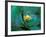 Epiphyte, Barro Colorado Island, Panama-Christian Ziegler-Framed Photographic Print