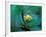 Epiphyte, Barro Colorado Island, Panama-Christian Ziegler-Framed Photographic Print