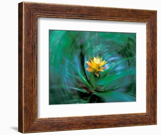 Epiphyte, Barro Colorado Island, Panama-Christian Ziegler-Framed Photographic Print