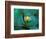 Epiphyte, Barro Colorado Island, Panama-Christian Ziegler-Framed Photographic Print