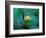 Epiphyte, Barro Colorado Island, Panama-Christian Ziegler-Framed Photographic Print