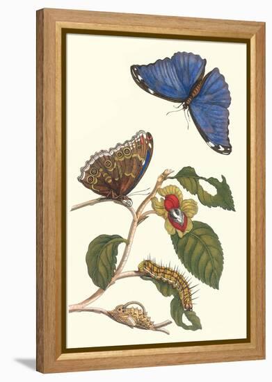 Epiphytic Climbing Plant with a Peleides Blue Morpho Butterfly and a Gulf Fritillary-Maria Sibylla Merian-Framed Stretched Canvas