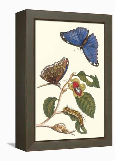 Epiphytic Climbing Plant with a Peleides Blue Morpho Butterfly and a Gulf Fritillary-Maria Sibylla Merian-Framed Stretched Canvas