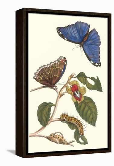 Epiphytic Climbing Plant with a Peleides Blue Morpho Butterfly and a Gulf Fritillary-Maria Sibylla Merian-Framed Stretched Canvas
