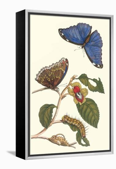 Epiphytic Climbing Plant with a Peleides Blue Morpho Butterfly and a Gulf Fritillary-Maria Sibylla Merian-Framed Stretched Canvas