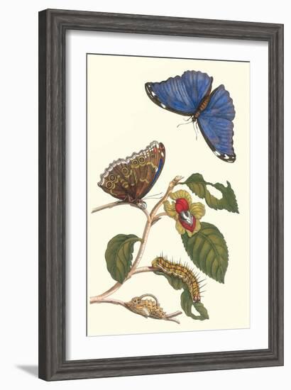 Epiphytic Climbing Plant with a Peleides Blue Morpho Butterfly and a Gulf Fritillary-Maria Sibylla Merian-Framed Art Print