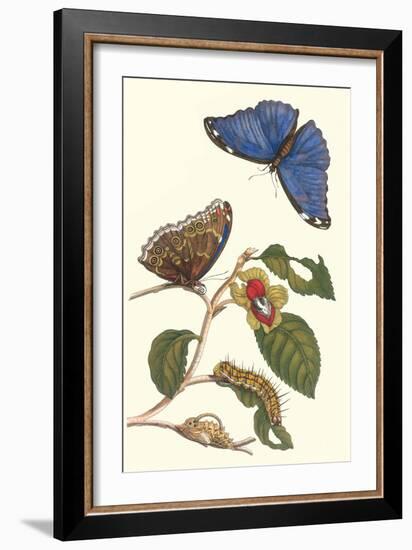 Epiphytic Climbing Plant with a Peleides Blue Morpho Butterfly and a Gulf Fritillary-Maria Sibylla Merian-Framed Art Print