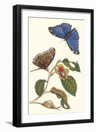 Epiphytic Climbing Plant with a Peleides Blue Morpho Butterfly and a Gulf Fritillary-Maria Sibylla Merian-Framed Art Print