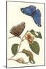 Epiphytic Climbing Plant with a Peleides Blue Morpho Butterfly and a Gulf Fritillary-Maria Sibylla Merian-Mounted Art Print