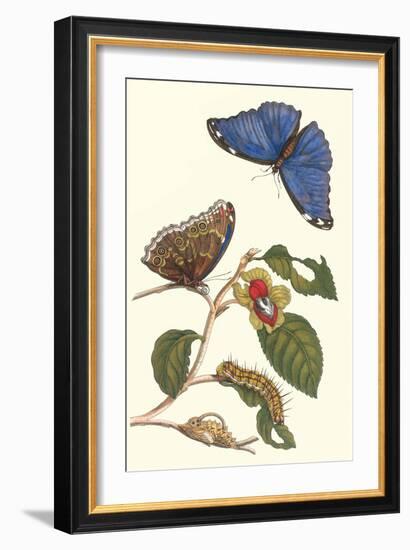Epiphytic Climbing Plant with a Peleides Blue Morpho Butterfly and a Gulf Fritillary-Maria Sibylla Merian-Framed Art Print