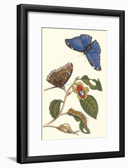 Epiphytic Climbing Plant with a Peleides Blue Morpho Butterfly and a Gulf Fritillary-Maria Sibylla Merian-Framed Art Print