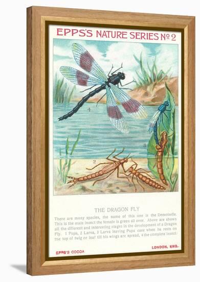 Epps's Nature Series, Dragon Fly-null-Framed Stretched Canvas