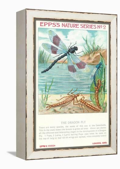 Epps's Nature Series, Dragon Fly-null-Framed Stretched Canvas